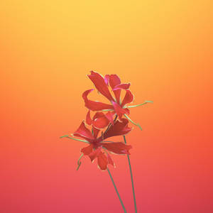 Gloriosa Flower Ios 11 Orange Wallpaper