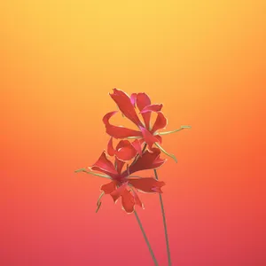 Gloriosa Flower Ios 11 Orange Wallpaper