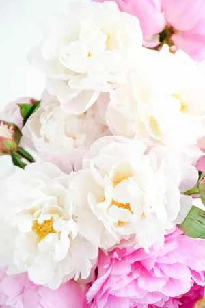 Glorious Peonies In Soft White And Blush Pink Wallpaper