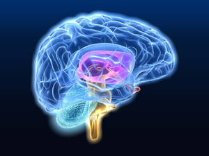 Glowing Illustration Of Cerebral Cortex Wallpaper