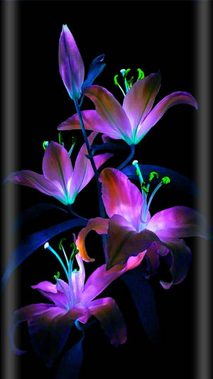 Glowing Lilies Flower Mobile Wallpaper