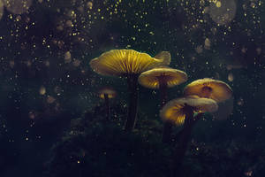 Glowing Mushrooms With Bokeh Effect Wallpaper