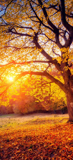 Glowing Sun And Cute Autumn Iphone Wallpaper