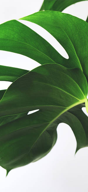 Go Green With A Plant-ified Iphone! Wallpaper