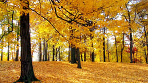 Gold Autumn Maple Trees Photograph Wallpaper