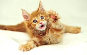 Gold Brown Furry Kitty Wallpaper