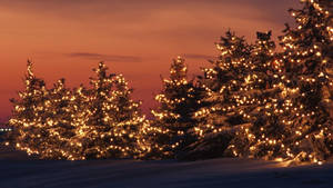 Gold Christmas Lights Winter Sunset Wallpaper