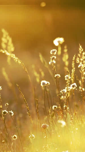 Gold Iphone Wild Grass And Flowers Wallpaper