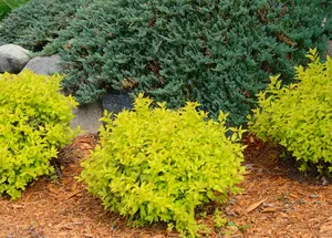 Gold Mound Spirea Landscape Shrubs Wallpaper
