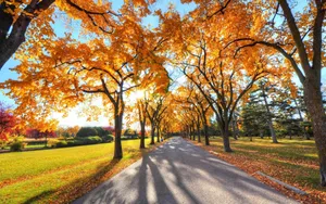 Golden Autumn Boulevard Wallpaper