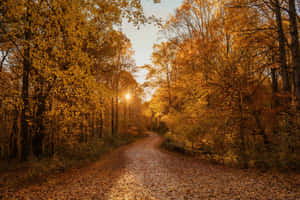 Golden Autumn Path.jpg Wallpaper