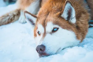 Golden Brown Wolf Wallpaper