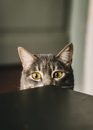 Golden Cat Eyes Wallpaper