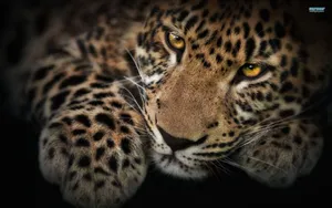 Golden-eyed Leopard Hd Wallpaper