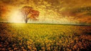 Golden Field Sunset Solitude Wallpaper