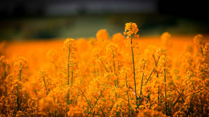Golden Flowers Grass Field Wallpaper