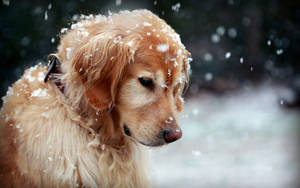 Golden_ Retriever_in_ Snowfall.jpg Wallpaper