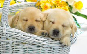Golden Retriever Puppies At Basket Wallpaper
