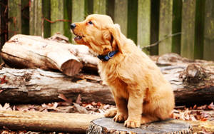 Golden Retriever Puppy At Woods Wallpaper