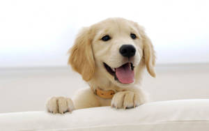 Golden Retriever Puppy Dog Wallpaper