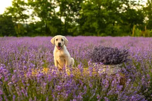 Golden Retriever Puppy Lavender Field Wallpaper