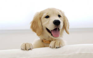 Golden Retriever Puppy Peeking Over Edge Wallpaper