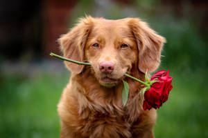 Golden Retriever Puppy Red Rose Wallpaper