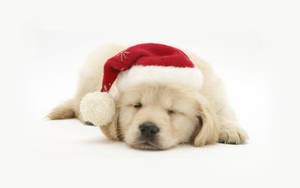 Golden Retriever Puppy With Santa Hat Wallpaper
