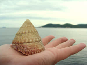 Golden Seashell On A Hand Wallpaper