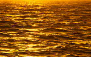 Golden Waves Shimmering In The Sunshine Wallpaper