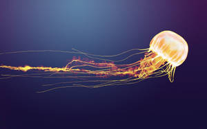 Golden Yellow Jellyfish Wallpaper