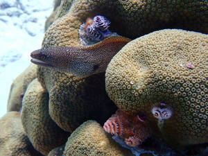 Goldentail Moray Eel Fish Appearing On The Reefs Wallpaper