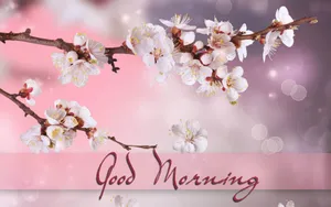 Good Morning Hd With Cherry Blossom Wallpaper