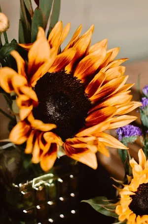 Goodbye, Long Hot Summer! Wallpaper