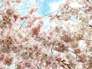 Google Pixel In Bloom Collection Pink Cherry Blossoms Wallpaper