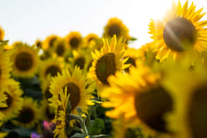 Google Pixel In Bloom Collection Sunflower Field Wallpaper