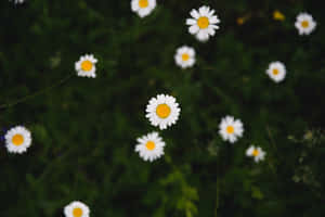 Google Pixel In Bloom Collection White Daisies Wallpaper