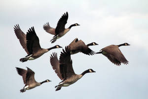 Goose Birds In The Sky Wallpaper