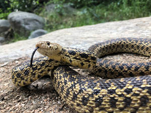 Gopher Snake With Black Forked Tongue Wallpaper