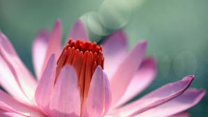Gorgeous Pink Water Lily Wallpaper