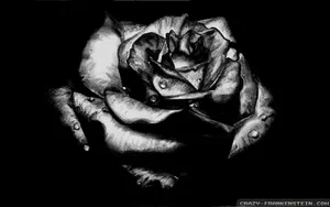 Gothic Rose Wallpaper