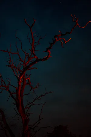 Gothic Tree Branch Wallpaper