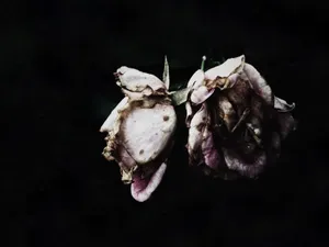 Gothic Wilted Flower Wallpaper
