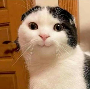 Graceful Beluga Cat Lounging In A Relaxed Environment. Wallpaper