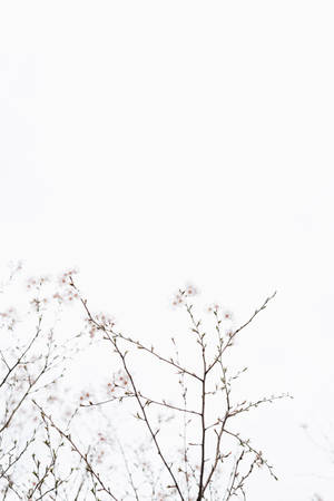 Graceful Cherry Blossoms Under A Blissful White Sky Wallpaper
