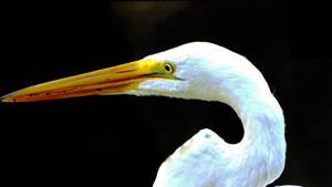 Graceful Great Egret In Everglades National Park Wallpaper