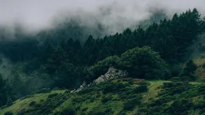 Graceful Green Aesthetic Desktop Wallpaper Wallpaper