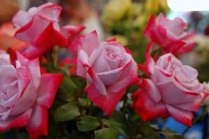 Gradient-colored Beautiful Rose Hd Stems Wallpaper