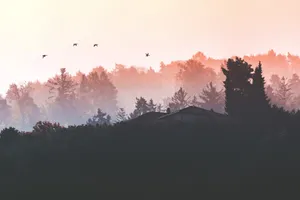 Gradient Forest Grove Wallpaper