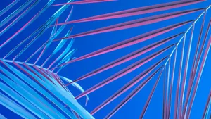 Gradient Palm Leaves Fondos De Pantalla Wallpaper